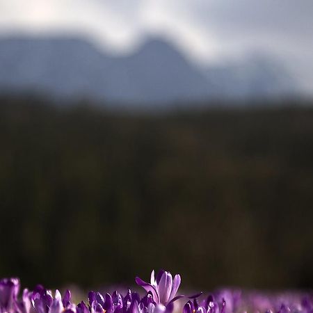 Willa Na Potoku Zakopane Eksteriør billede